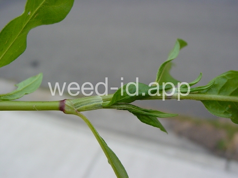 smartweed, pale